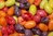 Jelly Belly Fruchtshake Mix 100g